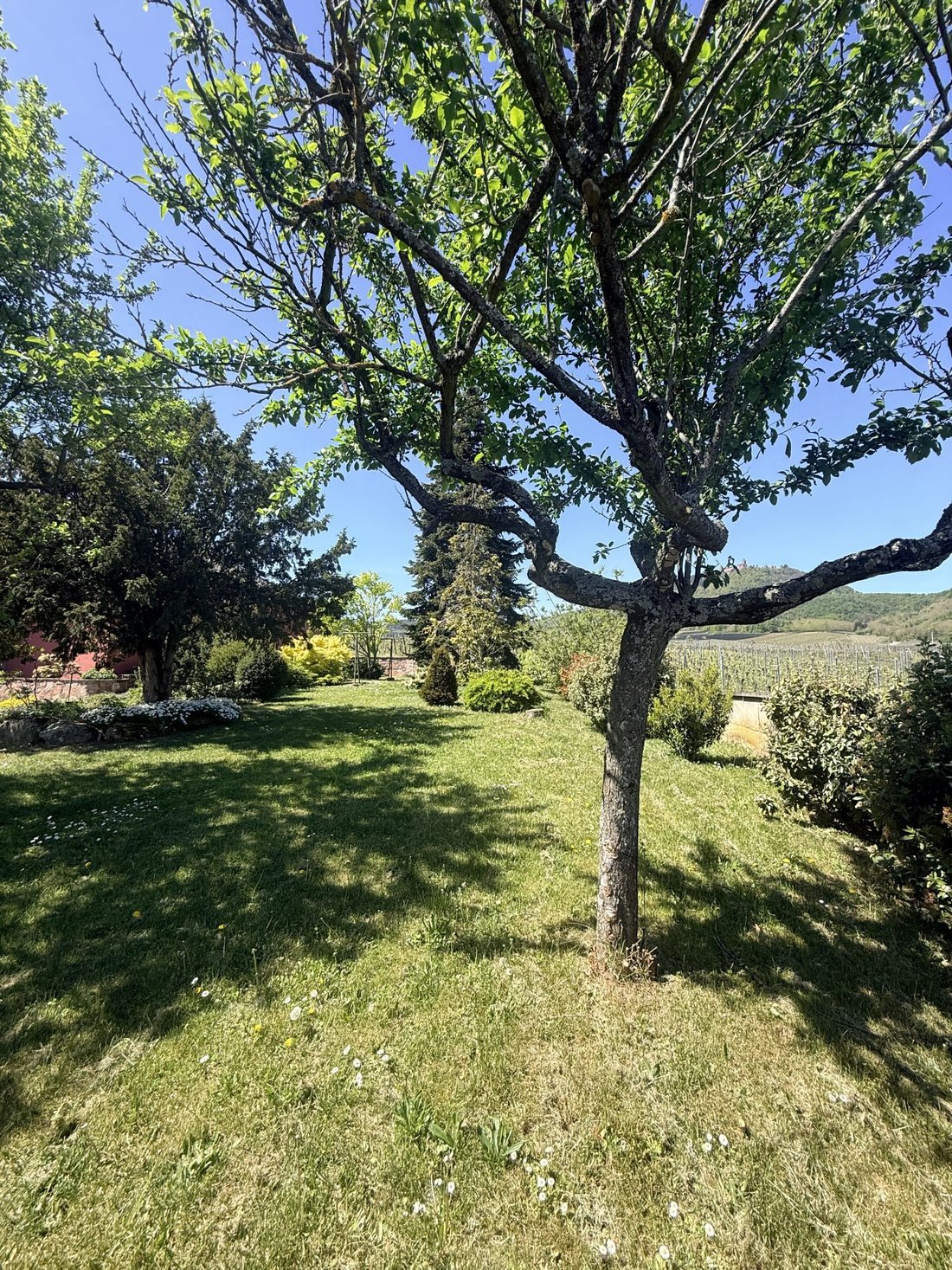 House in Saint-Hippolyte, Grand Est, France 4 - 17990520