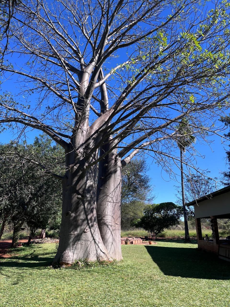 Farm Ranch in Alldays, Limpopo, South Africa 5 - 17992243