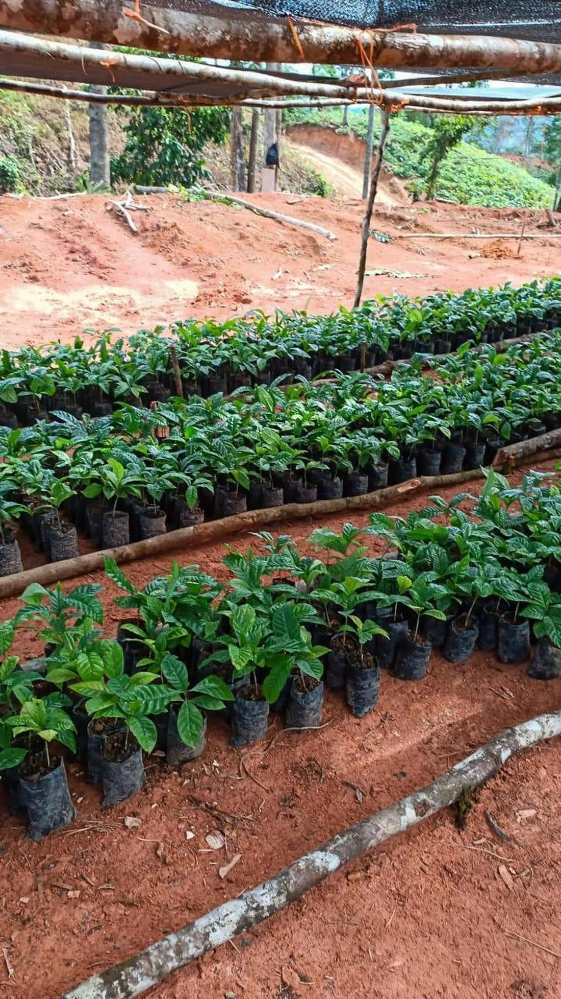 Finca in La Pintada, Coclé Province, Panama 4 - 17991067