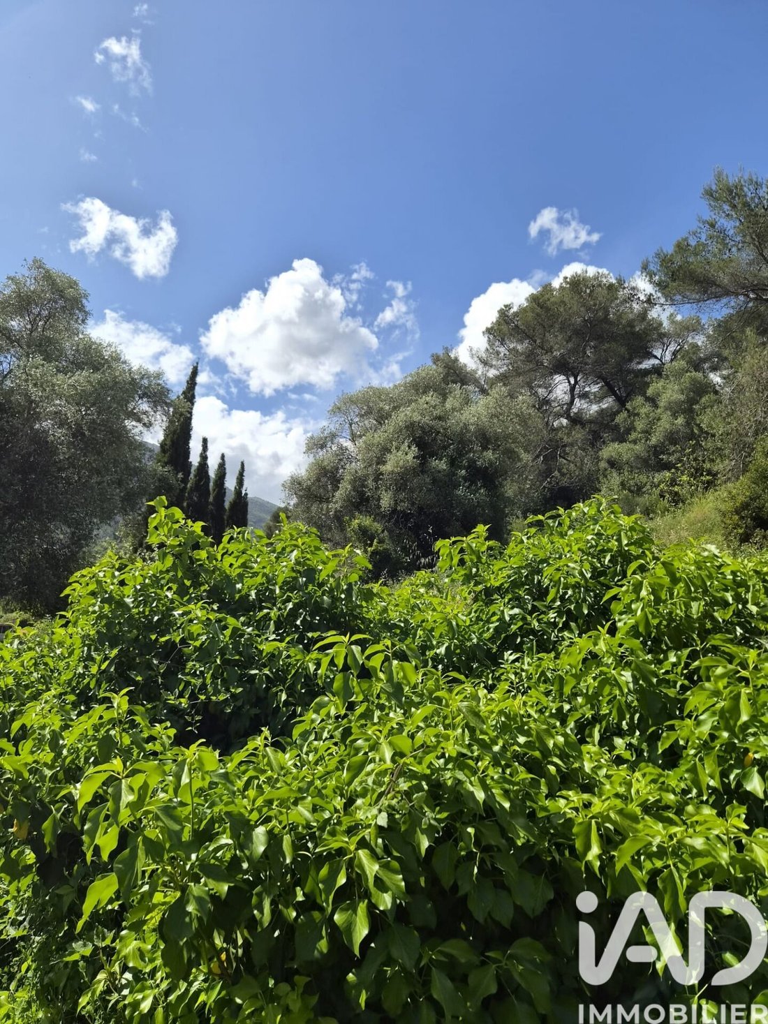 Land in Gorbio, Provence-Alpes-Côte d'Azur, France 4 - 17997475