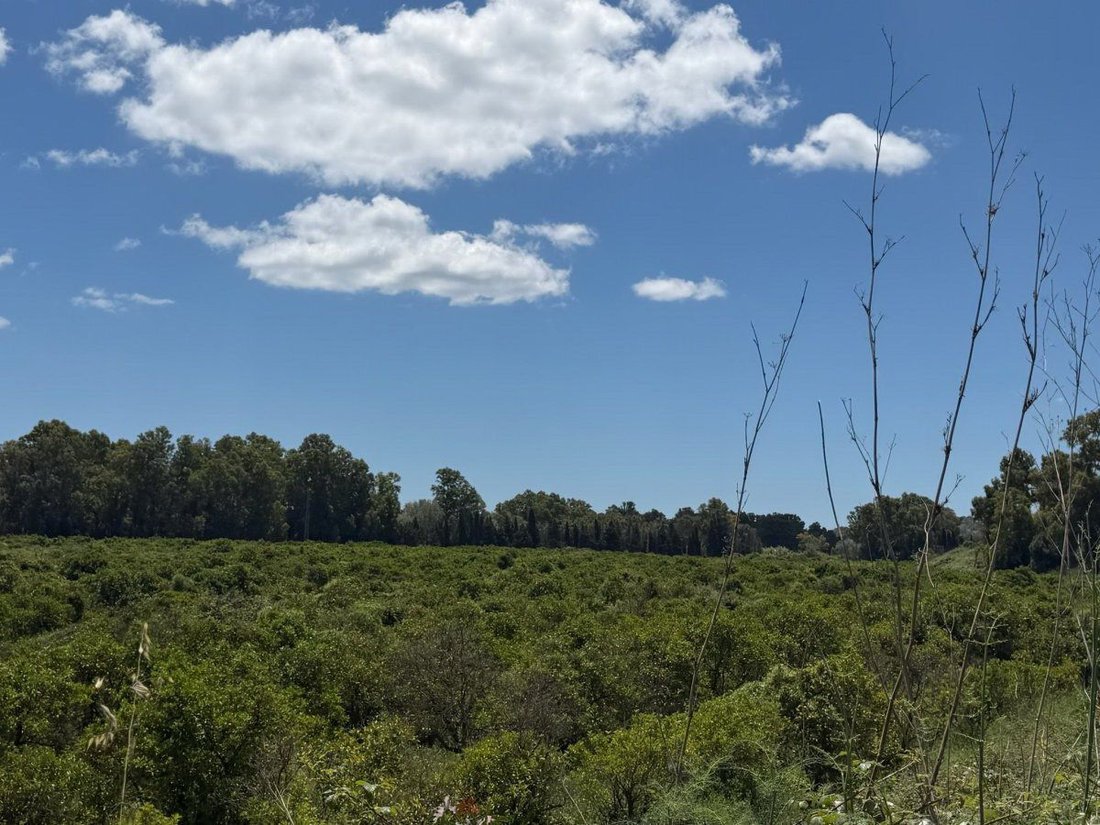 Finca a San Roque, Andalusia, Spagna 5 - 18000174
