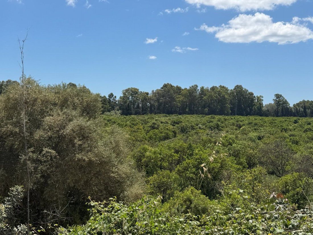 Finca a San Roque, Andalusia, Spagna 4 - 18000174