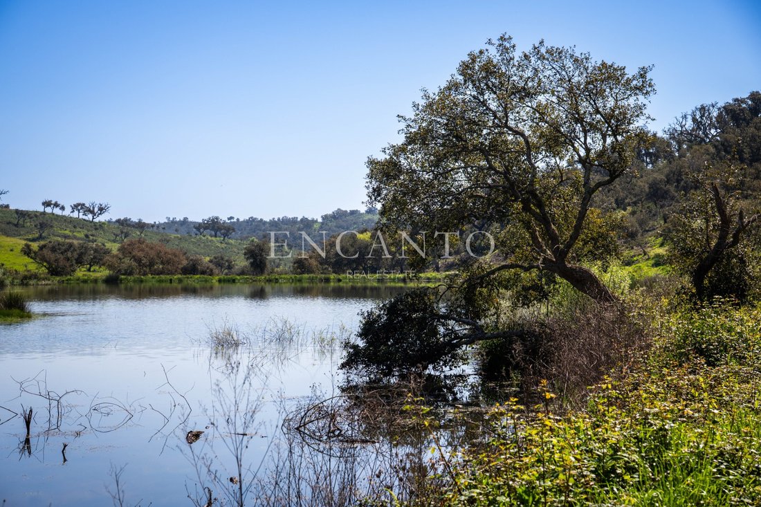 Tenuta a Boavista dos Pinheiros, Distretto di Beja, Portogallo 2 - 18002460