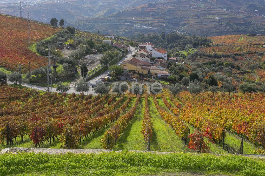 Finca in Fontelas, Vila Real District, Portugal 1 - 18011639