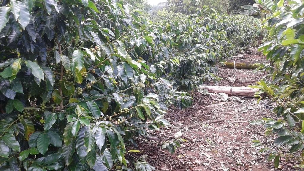 Farm Ranch in Vara Blanca, Heredia Province, Costa Rica 3 - 18004761