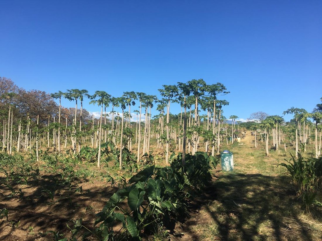 Land in Alajuela, Alajuela, Costa Rica 5 - 18004591
