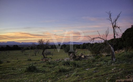 Land in Manacor, Balearic Islands, Spain 1