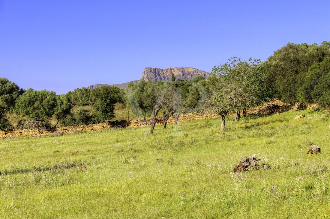 Land in Manacor, Balearic Islands, Spain 5 - 18008958