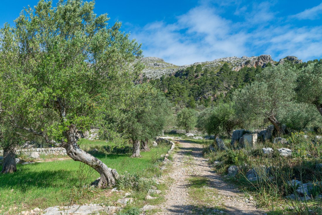 Finca a Escorca, Isole Baleari, Spagna 5 - 18009027