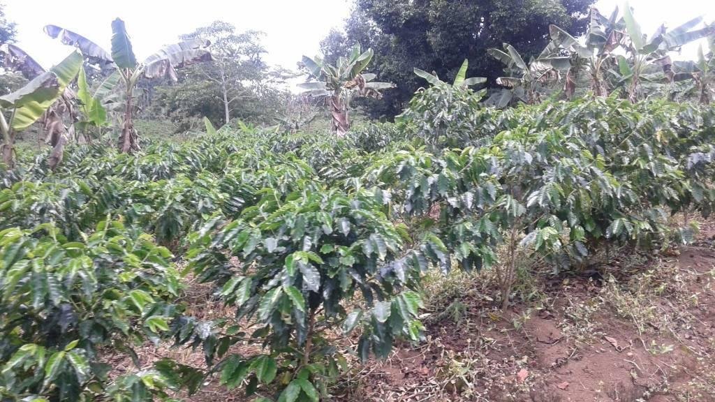 Farm Ranch in Vara Blanca, Heredia Province, Costa Rica 2 - 18004761