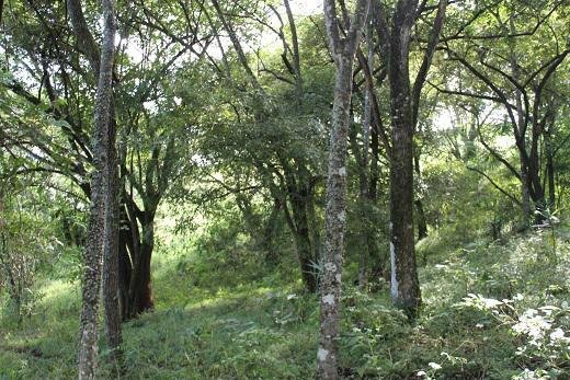 Land in San José, Guanacaste Province, Costa Rica 4 - 18004719