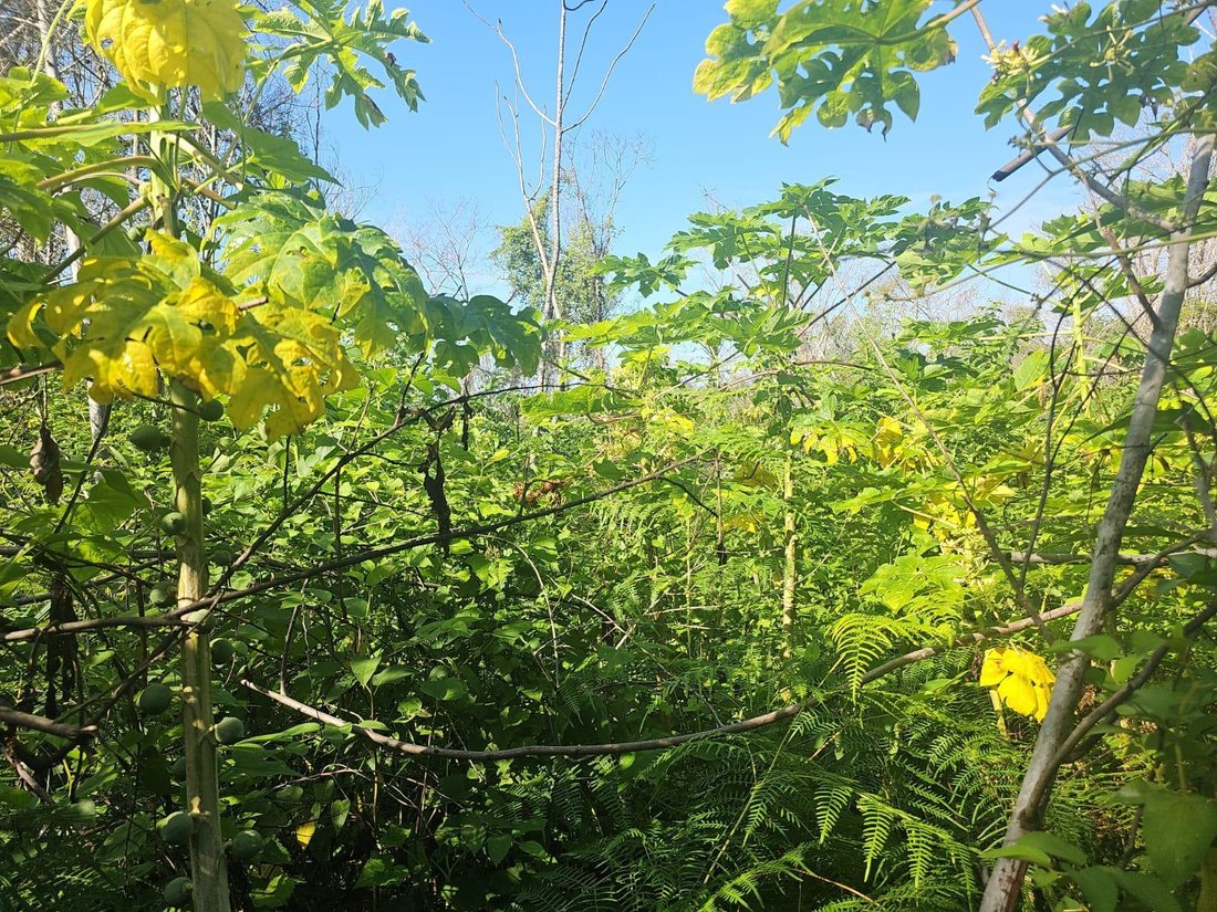 Terreno a Santo Domingo, Quintana Roo, Messico 5 - 18006704
