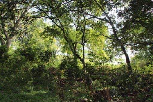 Land in San José, Guanacaste Province, Costa Rica 1 - 18004719