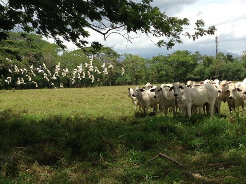 House in Cañas, Guanacaste Province, Costa Rica 2 - 18004582