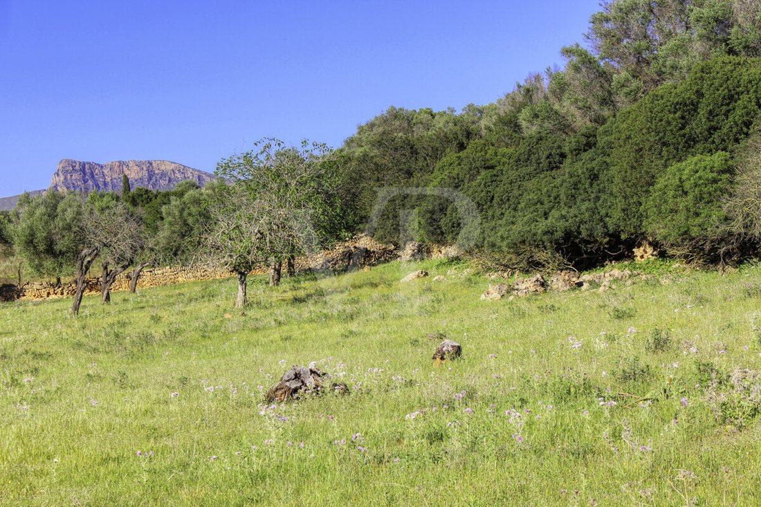 Land in Manacor, Balearic Islands, Spain 4 - 18008958