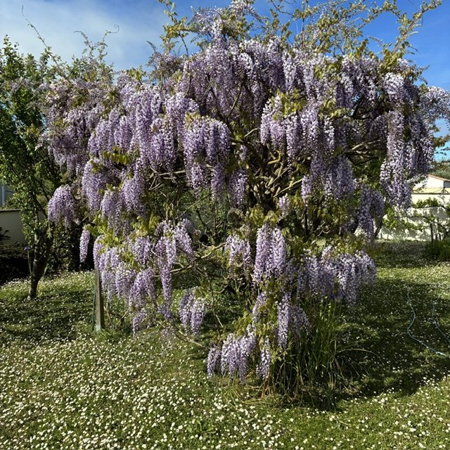 House in Saint-Palais-sur-Mer, Nouvelle-Aquitaine, France 4 - 18008526