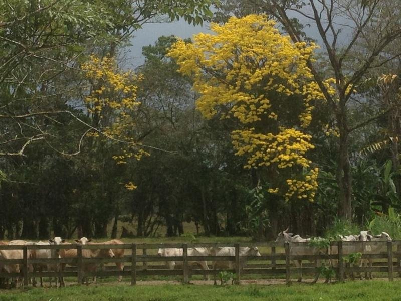 House in Cañas, Guanacaste Province, Costa Rica 3 - 18004582