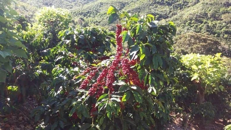 Farm Ranch in Vara Blanca, Heredia Province, Costa Rica 1 - 18004761