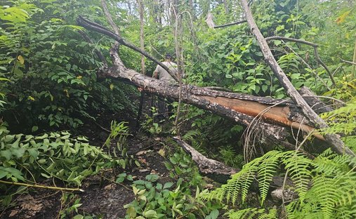 Land in Santo Domingo, Quintana Roo, Mexico 1