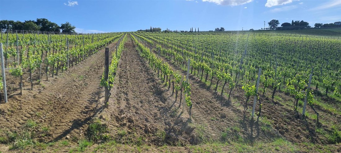 Farm Ranch in Montepulciano, Tuscany, Italy 4 - 18021044