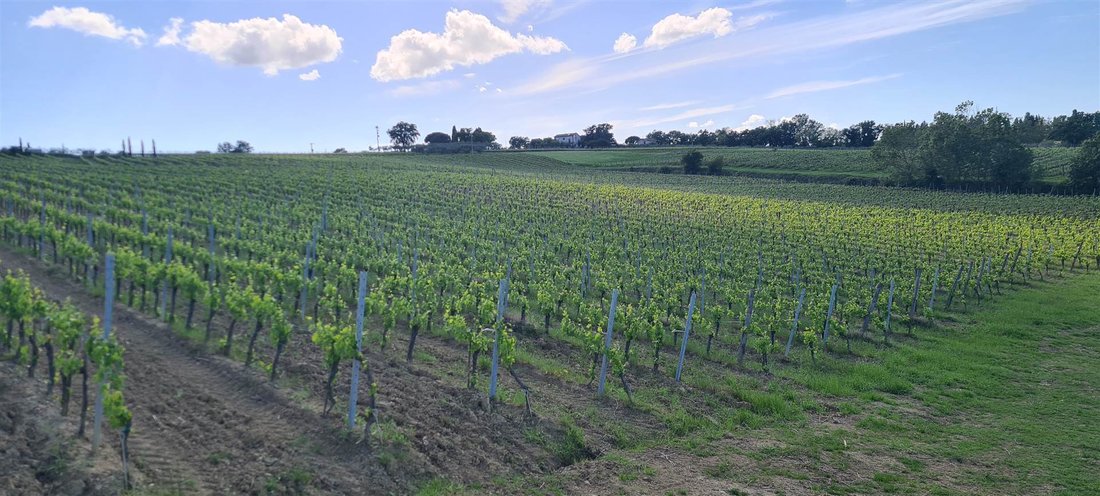 Farm Ranch in Montepulciano, Tuscany, Italy 2 - 18021044