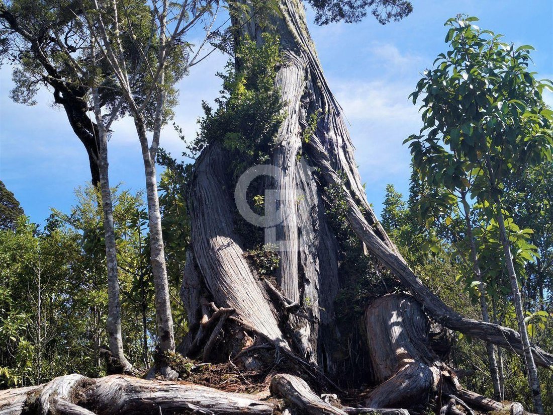 Finca en Rio Negro, Los Lagos, Chile 1 - 18016584