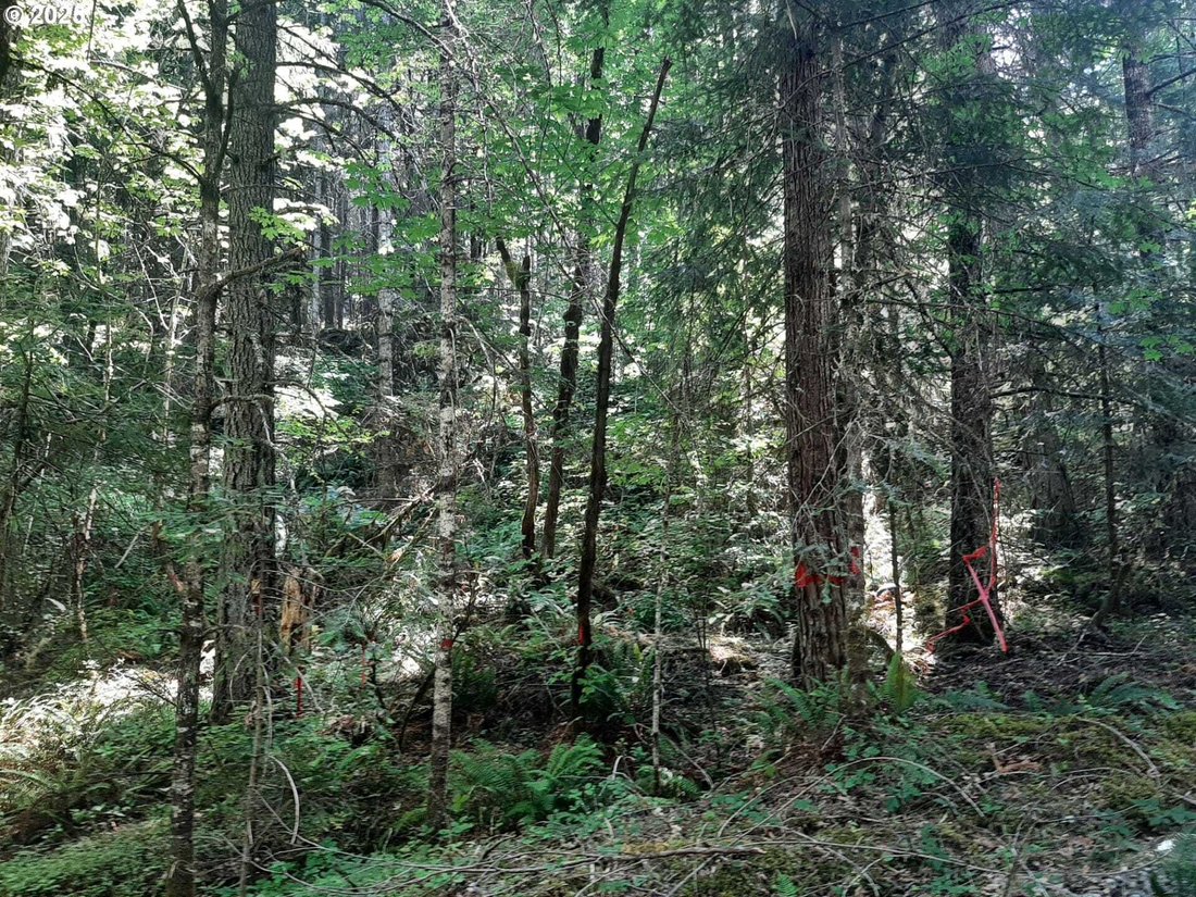 Land in Days Creek, Oregon, United States 3 - 18019198