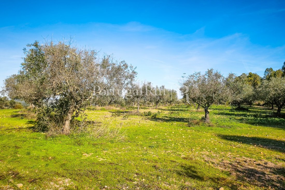 Estate in Rosmaninhal, Castelo Branco District, Portugal 3 - 18020705
