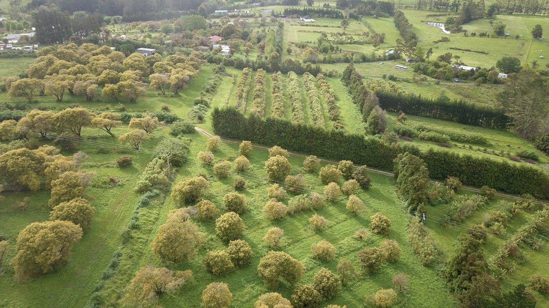 Farm Ranch in Mangawhai, Northland, New Zealand 1 - 16726672