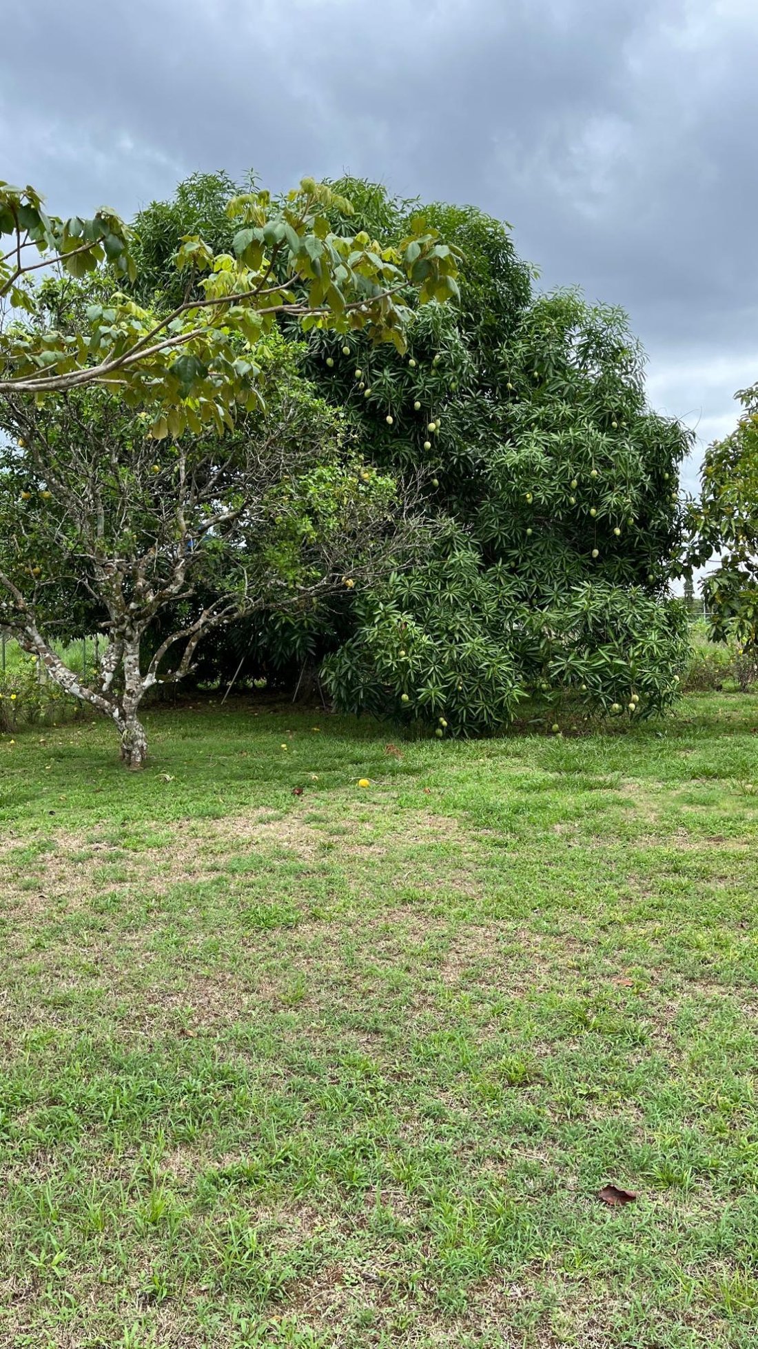 Finca in Ocú, Herrera Province, Panama 2 - 18023577