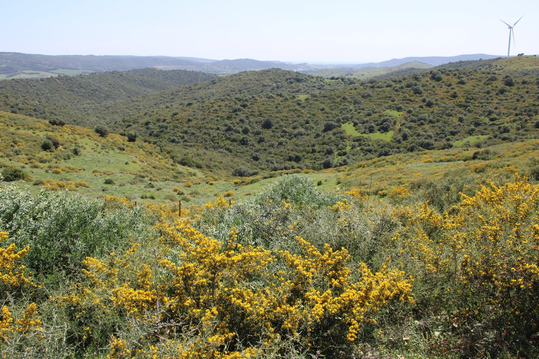 Land in San Martin del Tesorillo, Andalusia, Spain 4 - 15539531