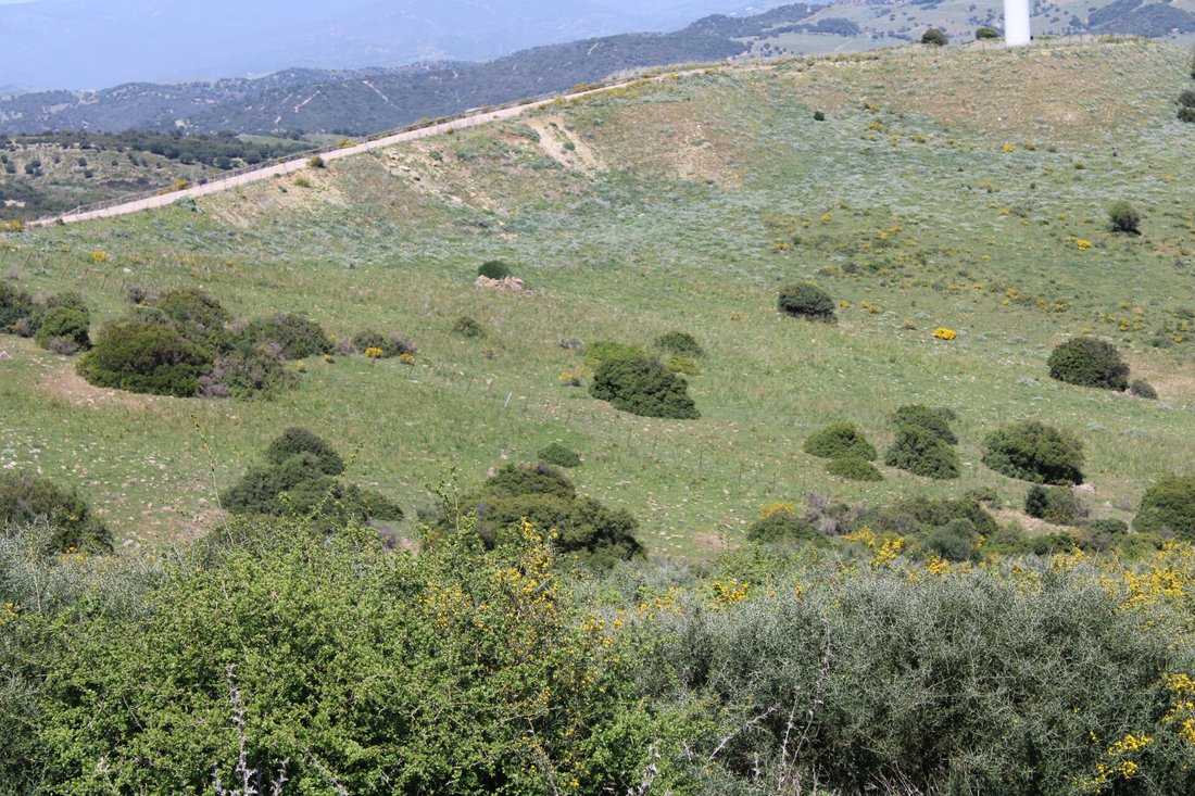Land in San Martin del Tesorillo, Andalusia, Spain 3 - 15539531