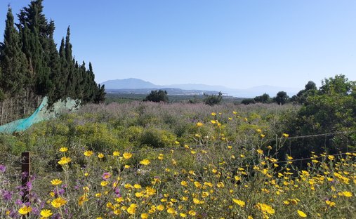 Terreno a La Alcaidesa, San Roque, Andalusia 1