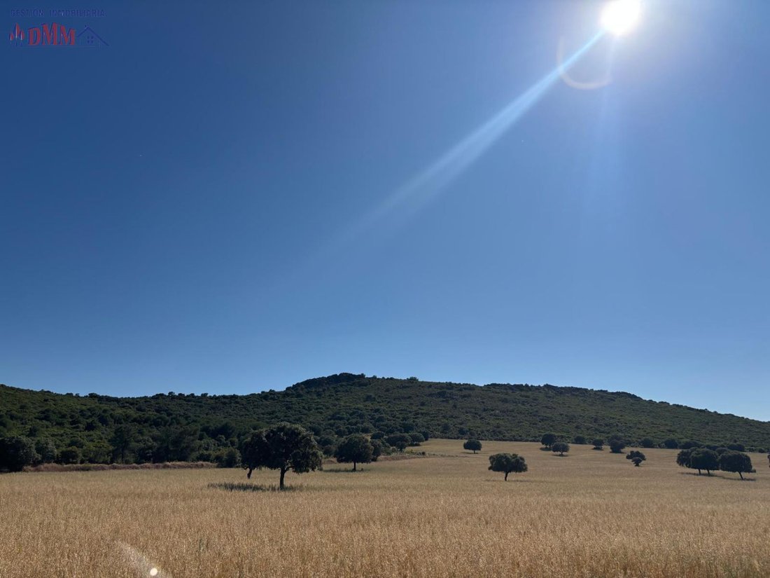 Farm Ranch in Ciudad Real, Castile-La Mancha, Spain 5 - 12836712