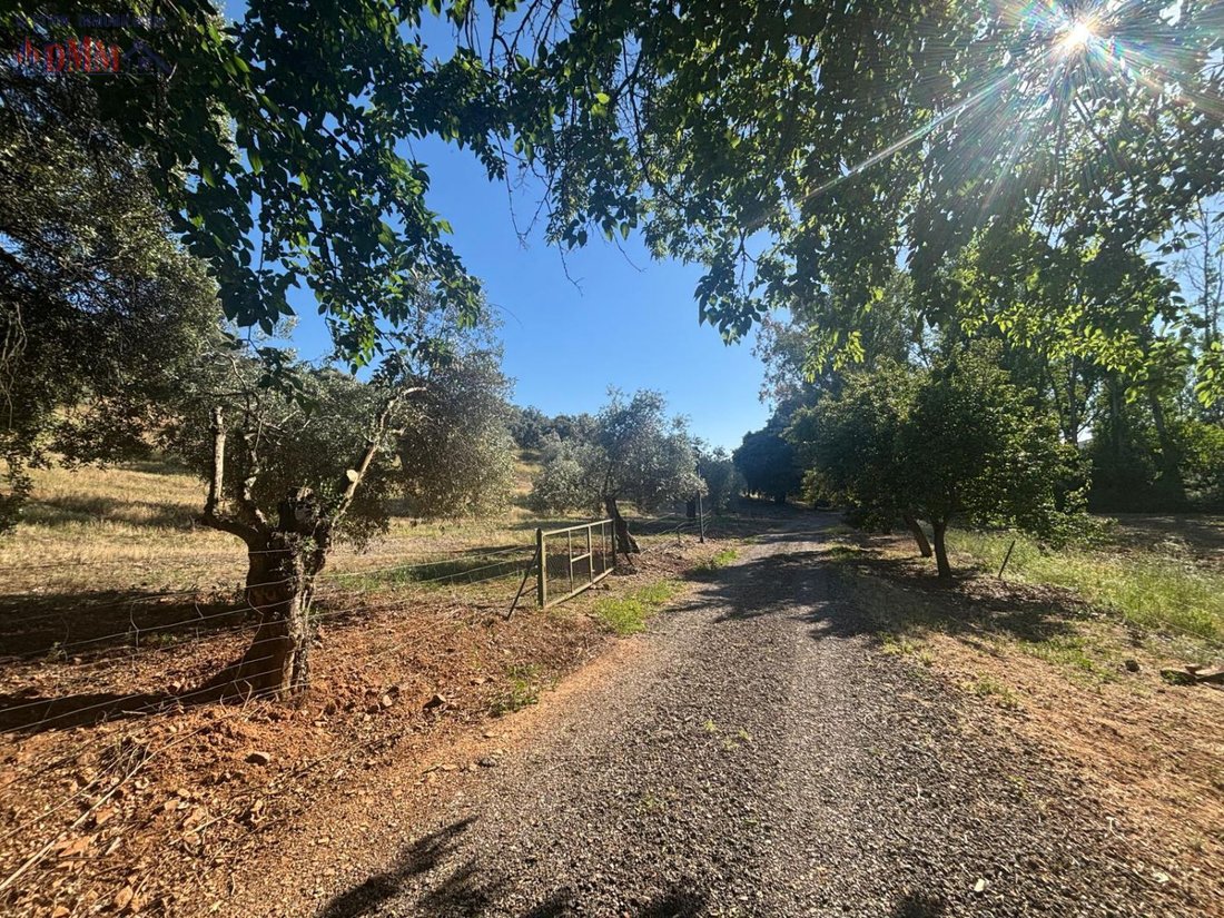 Farm Ranch in Ciudad Real, Castile-La Mancha, Spain 2 - 12836712