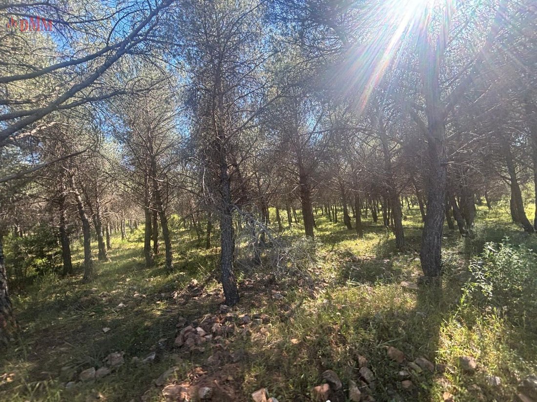 Farm Ranch in Ciudad Real, Castile-La Mancha, Spain 4 - 12836712