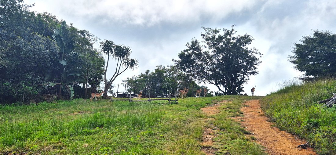 Azienda agricola a Mbombela, Mpumalanga, Sudafrica 5 - 18032050
