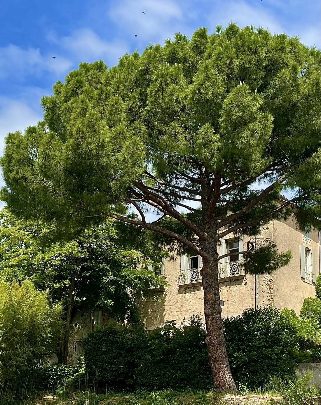 House in Neffies, Occitania, France 1 - 18032614
