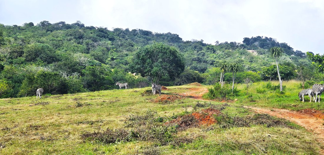 Azienda agricola a Mbombela, Mpumalanga, Sudafrica 3 - 18032050