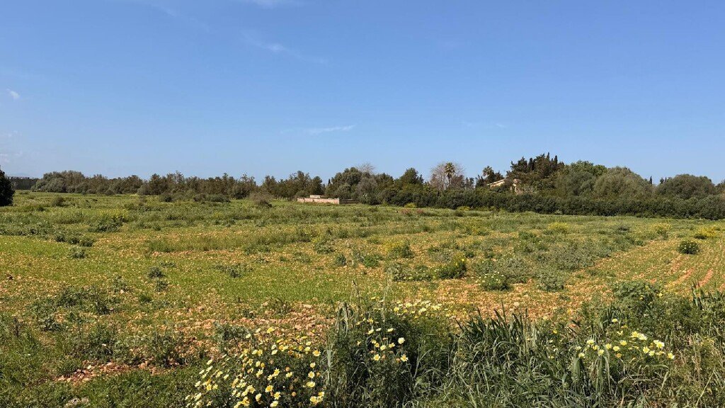 Otros en Llubí, Islas Baleares, España 1 - 18002173