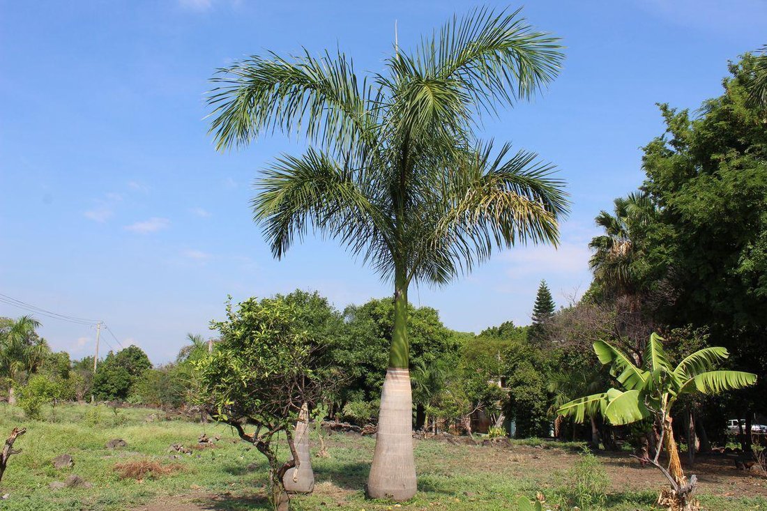 Land in Temixco, Morelos, Mexico 1 - 18042392
