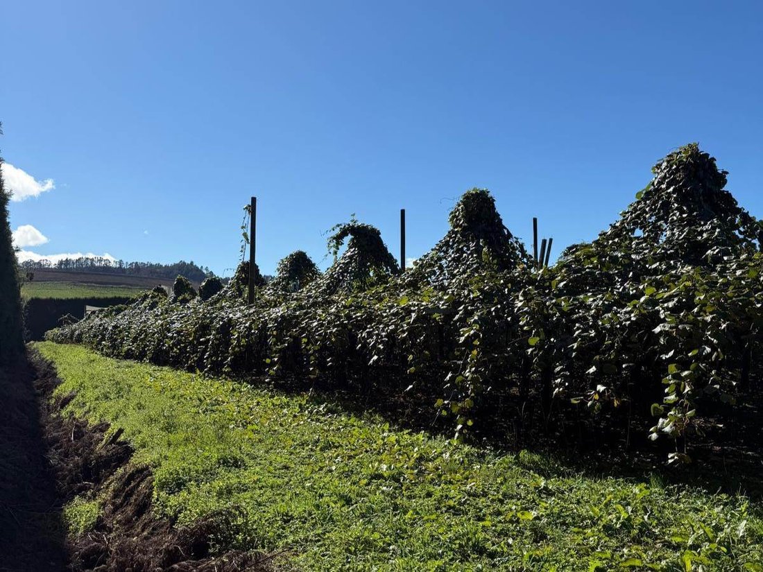 Farm Ranch in Waihi, Waikato, New Zealand 1 - 18049571
