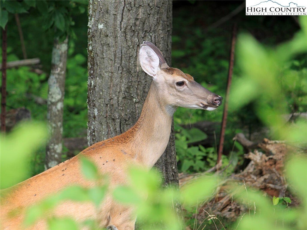 Land in Banner Elk, North Carolina, United States 5 - 18045126