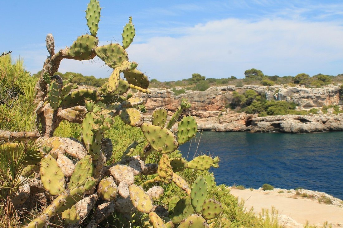 Apartment in Alcudia, Balearic Islands, Spain 2 - 16168673