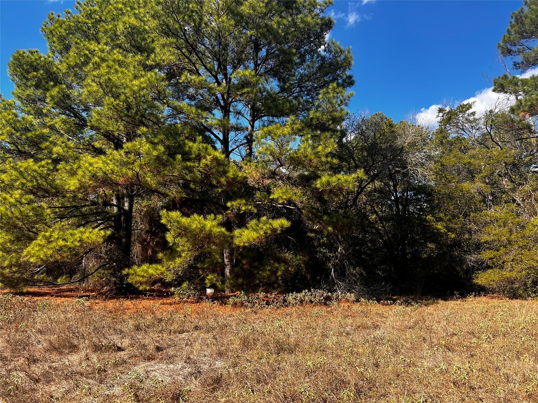Rancho en Bastrop, Texas, Estados Unidos 5 - 16554376
