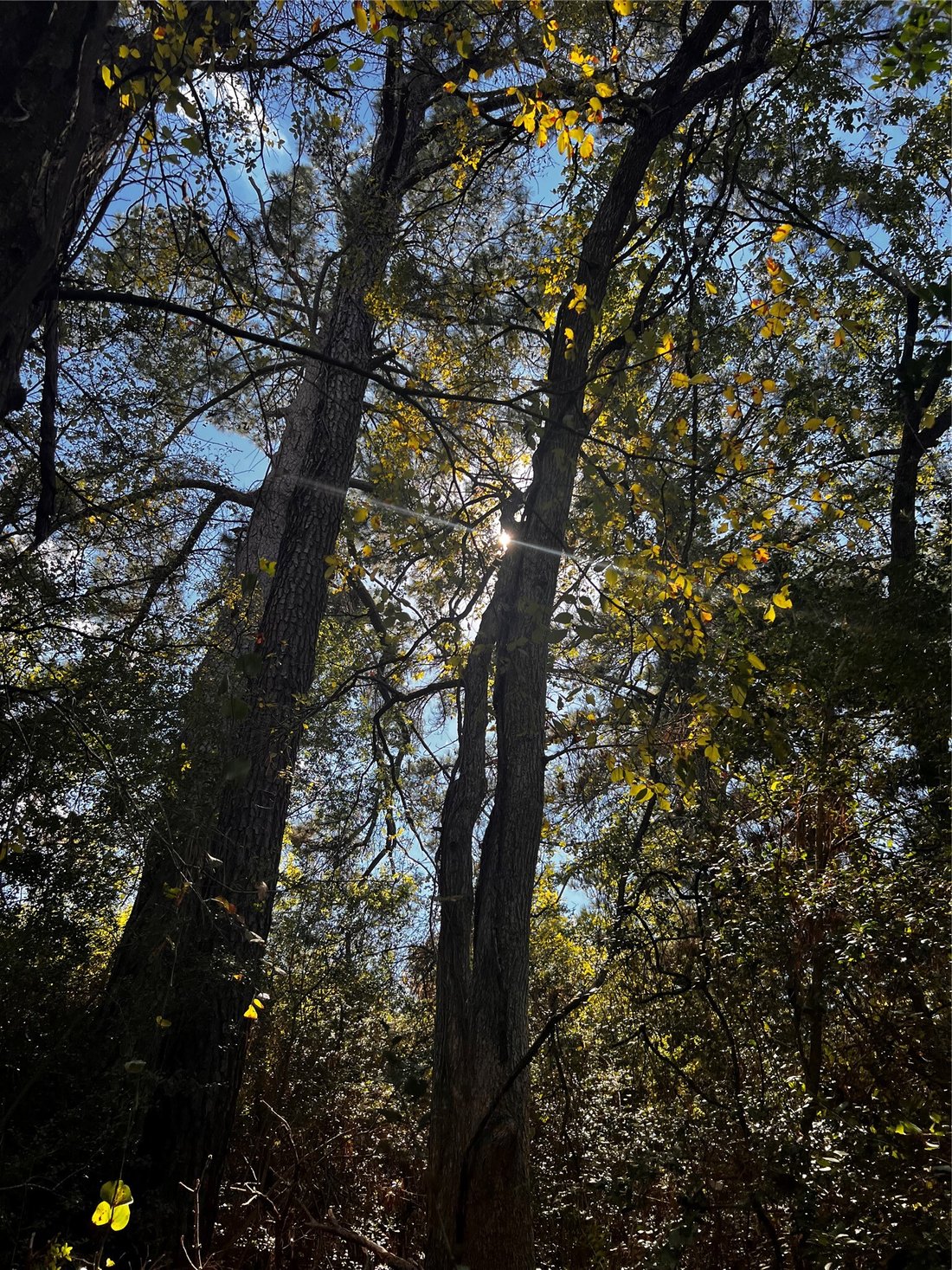 Rancho en Bastrop, Texas, Estados Unidos 1 - 16554376