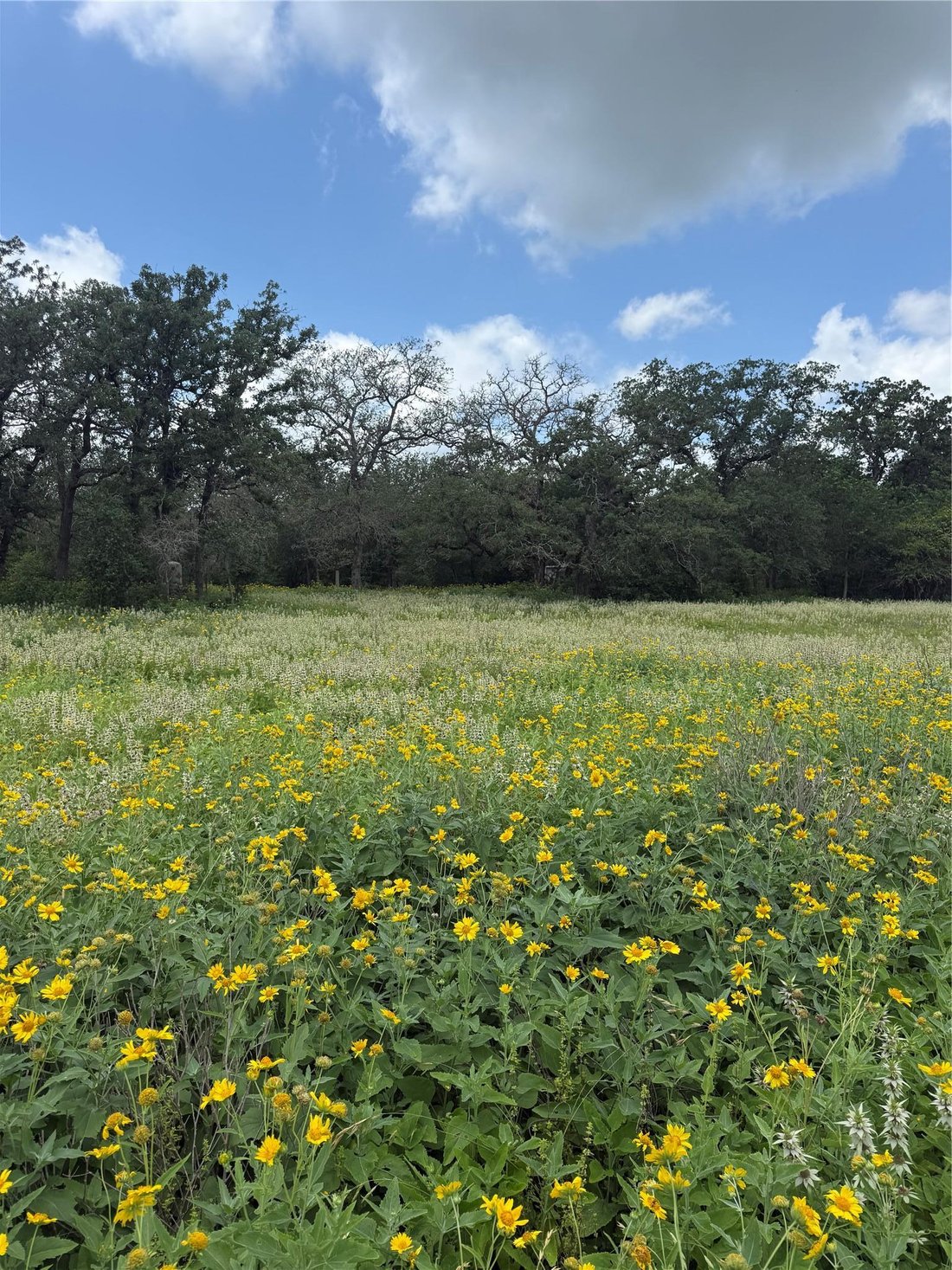 Harwood, Texas, United States 4 - 17187870