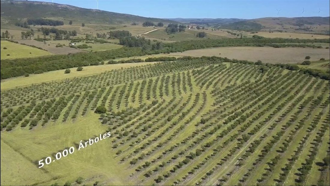Land in Edén Rock, Maldonado Department, Uruguay 4 - 18053897