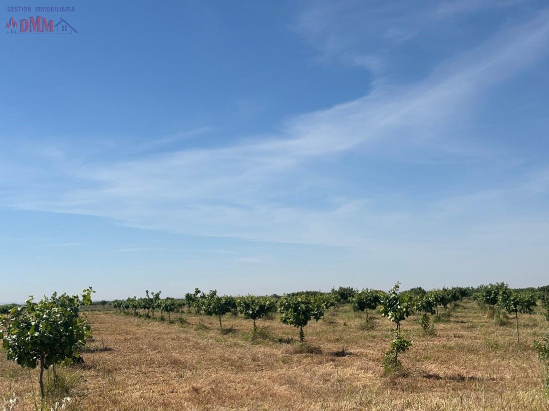 Farm Ranch in Ciudad Real, Castile-La Mancha, Spain 4 - 15557324