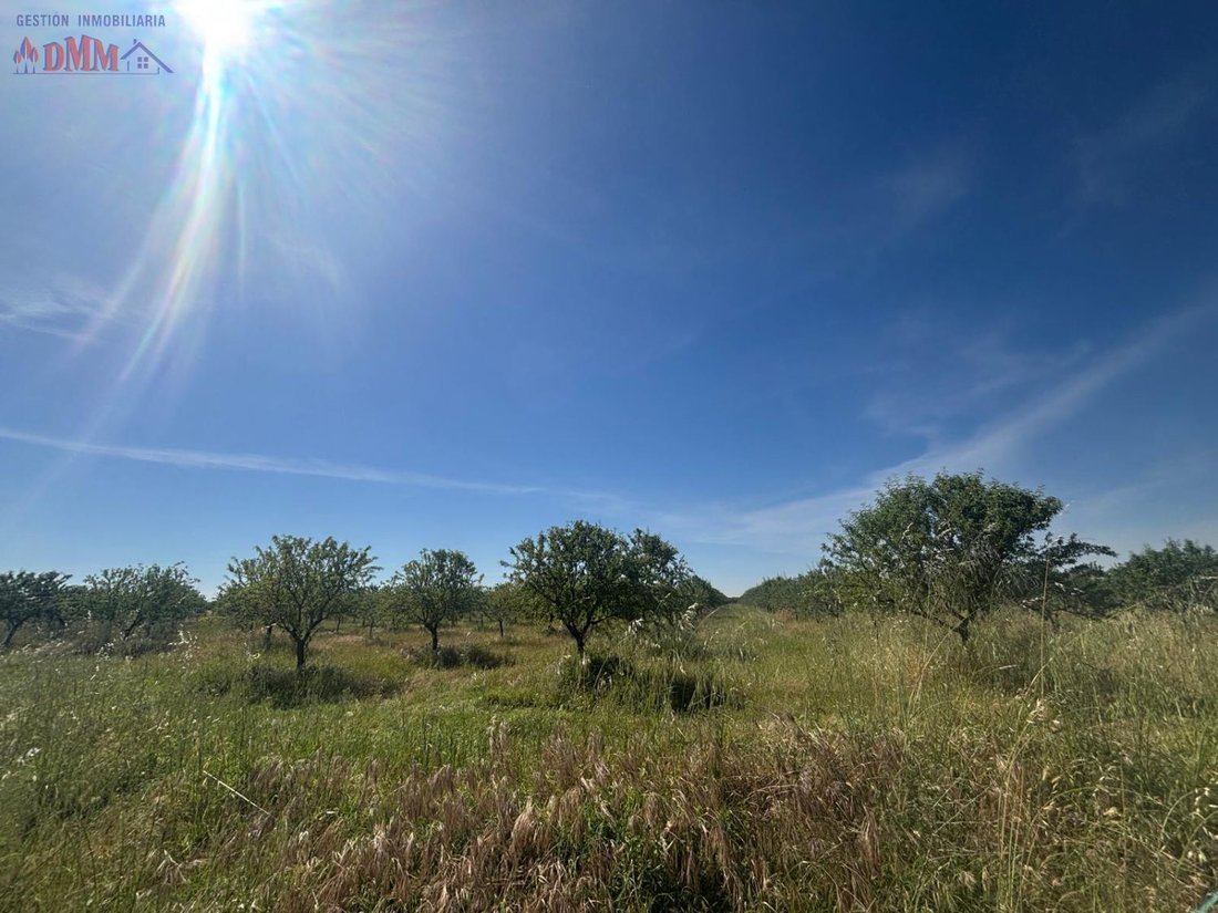 Farm Ranch in Ciudad Real, Castile-La Mancha, Spain 5 - 15557324